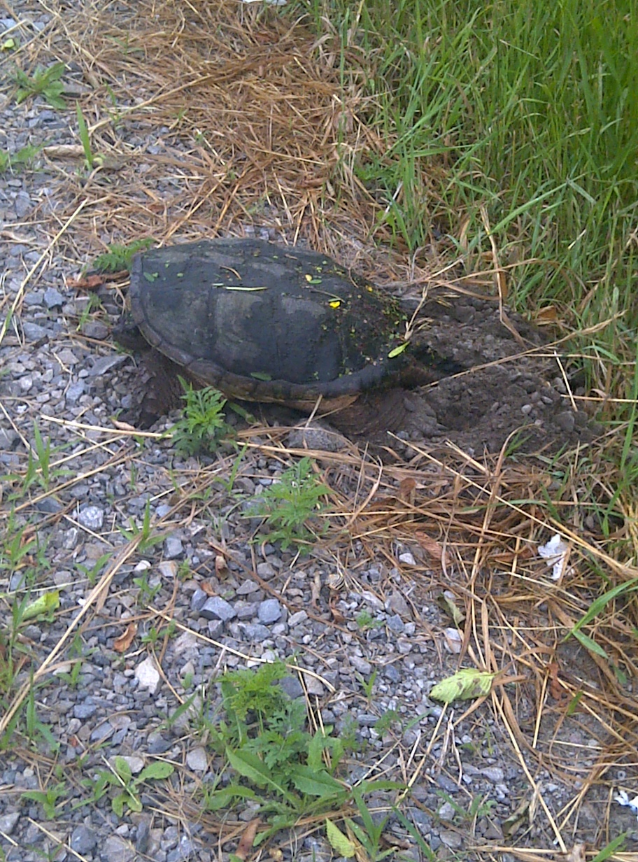 Snap Turtle along HL Rd1